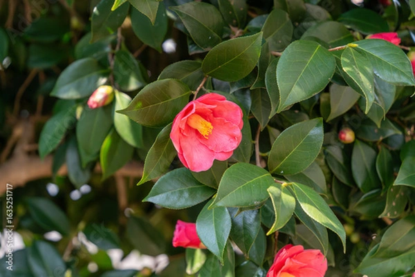 Fototapeta 椿の花