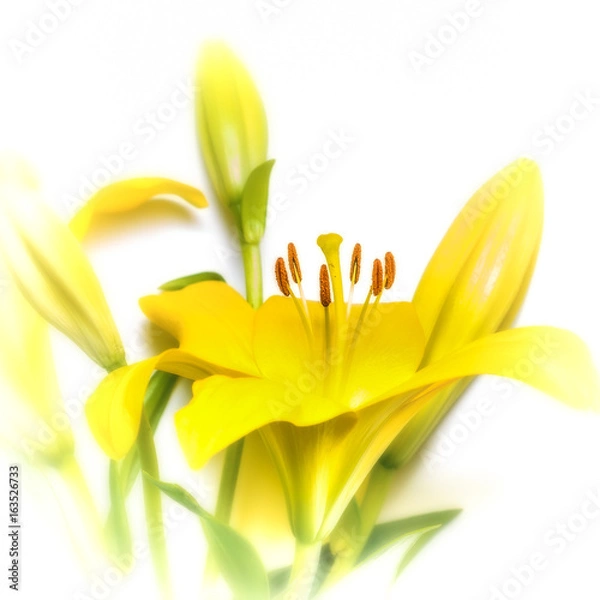 Obraz Yellow Flower on white