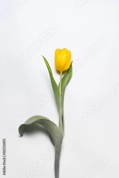 Obraz Yellow Flower on white