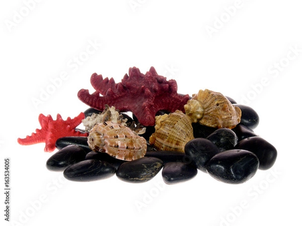 Obraz oceaniczne muszle