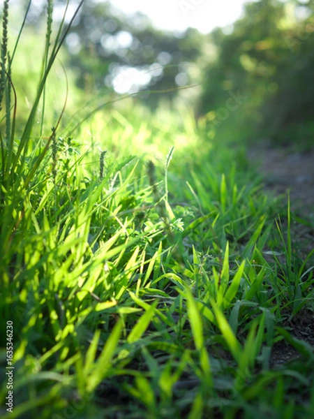 Obraz Green grass in forest.