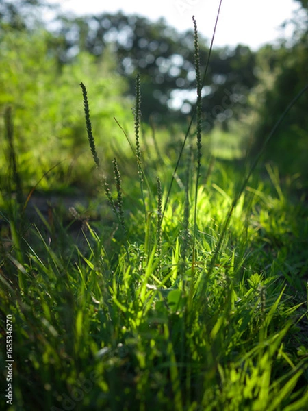 Obraz Green grass in forest.