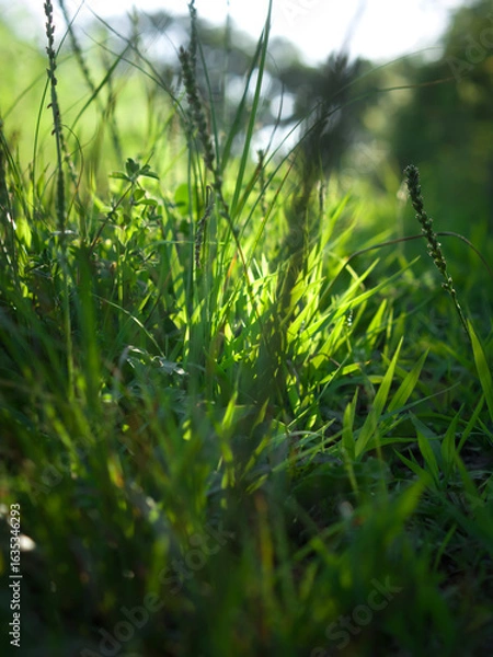 Obraz Green grass in forest.