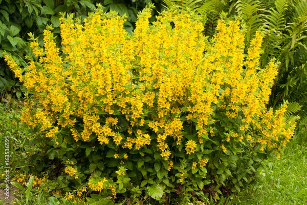 Fototapeta Beautiful Yellow Perennial Flowers Of Lysimachia Punctata Grow In Summer Garden.