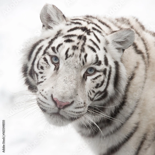 Fototapeta bengal tiger. 