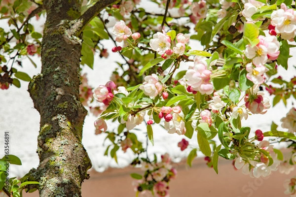 Fototapeta Kwitnące drzewo wiosną w ogrodzie