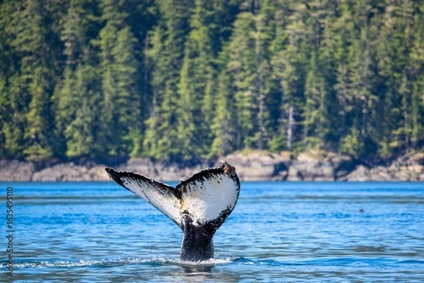 Obraz Humpback whale tail emerges from the water near Vancouver Island, Canada