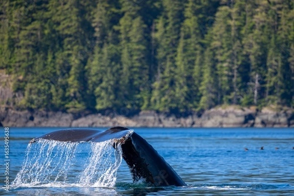 Obraz Humpback whale tail emerges from the water near Vancouver Island, Canada