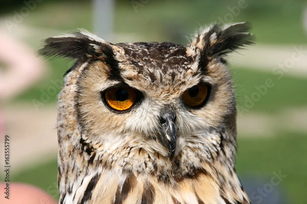 Fototapeta Oehoe (bubo bubo) owl close up.