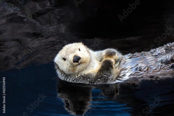 Fototapeta Sea otter floating in the water