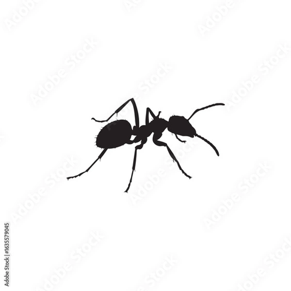 Obraz vector silhouette ant on white background