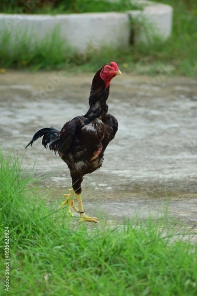 Fototapeta rooster in a farm. Aseel chicken breed popular in India and Pakistan as game bird.
