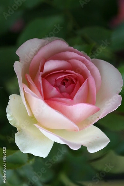 Fototapeta Pink Rose