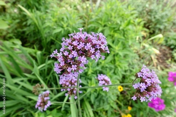 Fototapeta 初夏のガーデン