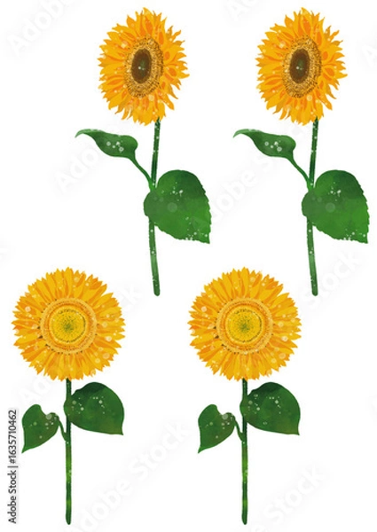 Fototapeta 雨に濡れた向日葵と濡れていないひまわりのイラスト素材　ベクター