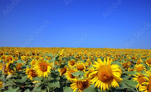 Obraz champ de tournesols