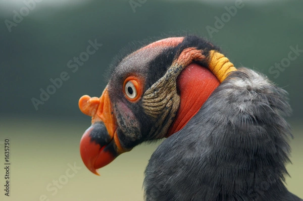 Fototapeta king vulture