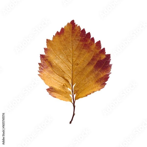 Fototapeta PNG single dry maple leaf on isolated background