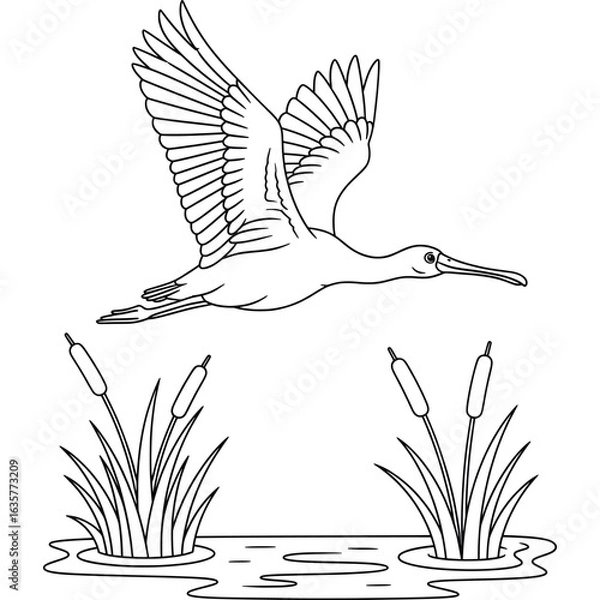 Obraz Cartoon spoonbill bird flying over a wetland pond with cattail plants — black and white line art for kids coloring book