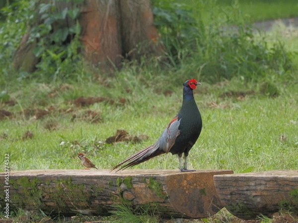 Obraz キジとスズメ