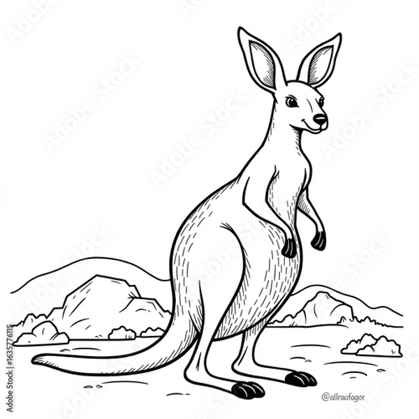 Obraz kangaroo white backround 