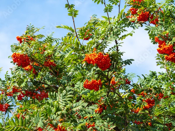 Fototapeta red berries on a branch