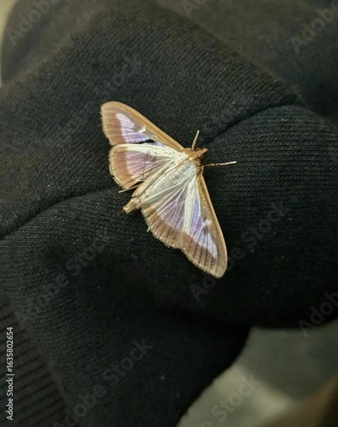 Fototapeta Close up of small moth with iridescent wings resting on black fabric. 