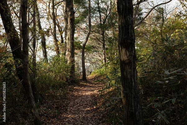 Fototapeta 森を抜けると展望台