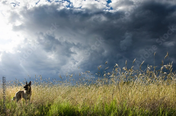Obraz Zbliżająca się burza