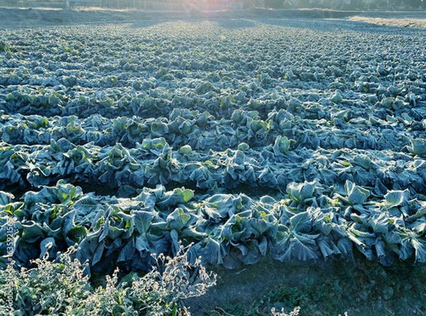 Obraz 真冬の朝、キャベツ畑に降りた霜