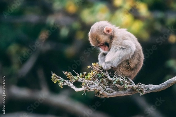 Obraz Cute baby monkey 