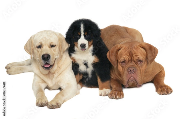Obraz Three dogs on a white background.