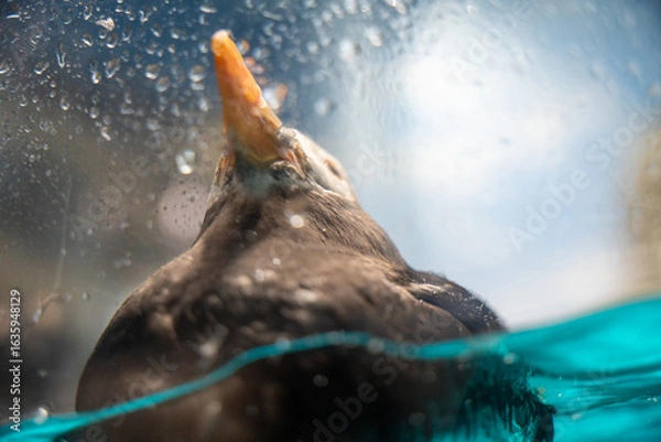 Fototapeta 水面を覗くツノメドリ