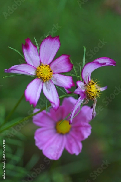 Obraz pink cosmos flower