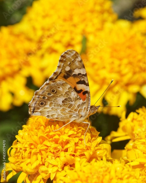 Obraz butterfly on flower
