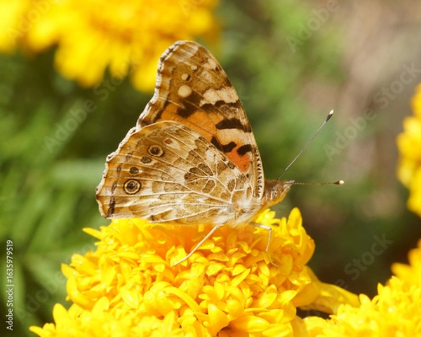 Obraz butterfly on flower