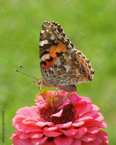 Obraz butterfly on flower
