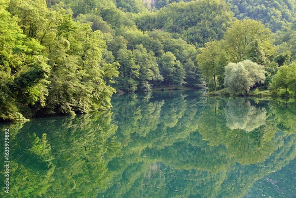 Obraz lake in the forest