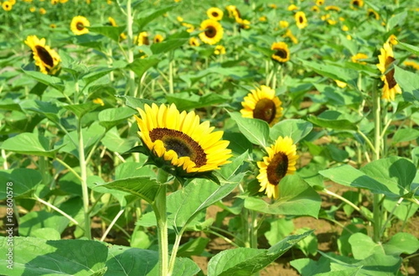 Fototapeta 満開のヒマワリ