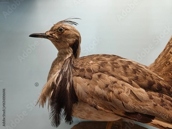 Obraz A Historical Exhibition of a Stuffed Ground Bird, Showcasing its Brown Plumage and Anatomy in a Zoological Museum Setting