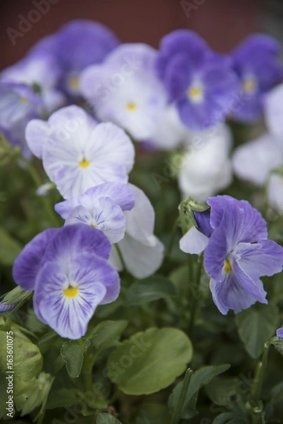 Obraz purple pansy flowers