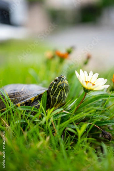 Obraz 花を見上げるミドリガメ