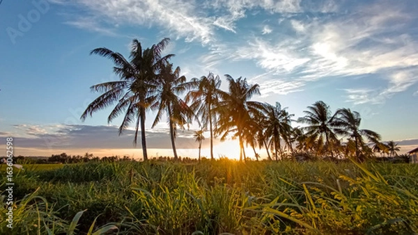 Fototapeta The view of the sunrise is incredibly beautiful. The gradations of orange and blue blend together, pleasing to the eye. The rows of coconut trees add to the aesthetic of the photo.