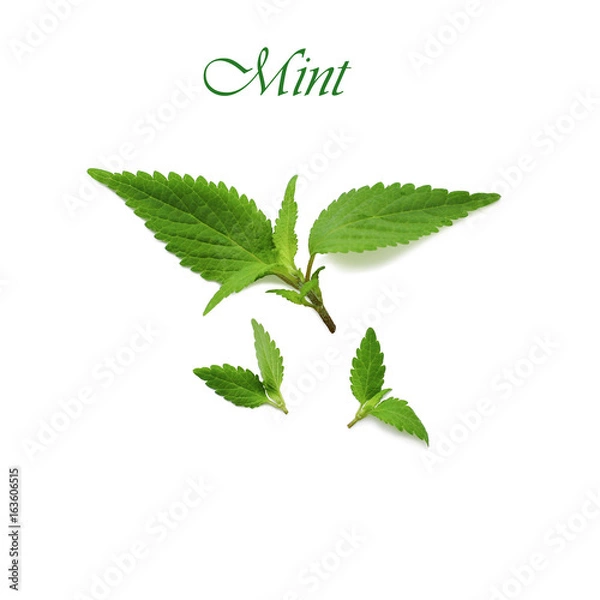 Fototapeta mint isolated on white background