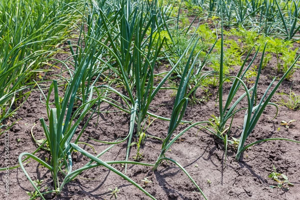 Fototapeta Rows of young green onion and garlic on a field