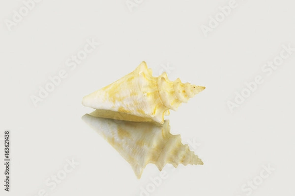 Obraz Beautiful sea shell,Polygonus Latirus, isolated on mirror background