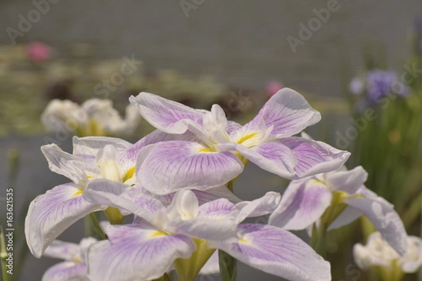 Obraz 五月晴という名の花菖蒲