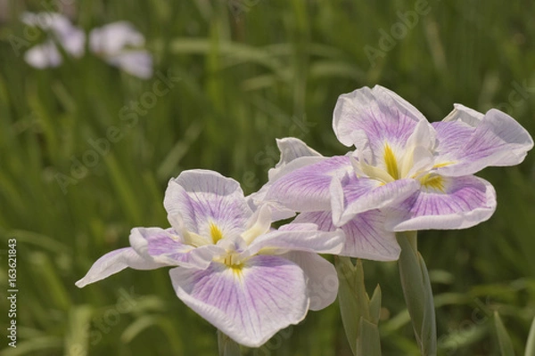 Obraz 五月晴という名の花菖蒲