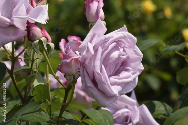 Obraz ブルームーンという名の薔薇