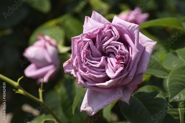 Obraz 青空という名の薔薇